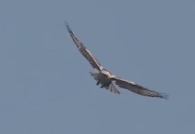 北京男子捡到乌龟饲养7年,北京男子捡到乌龟养了8年