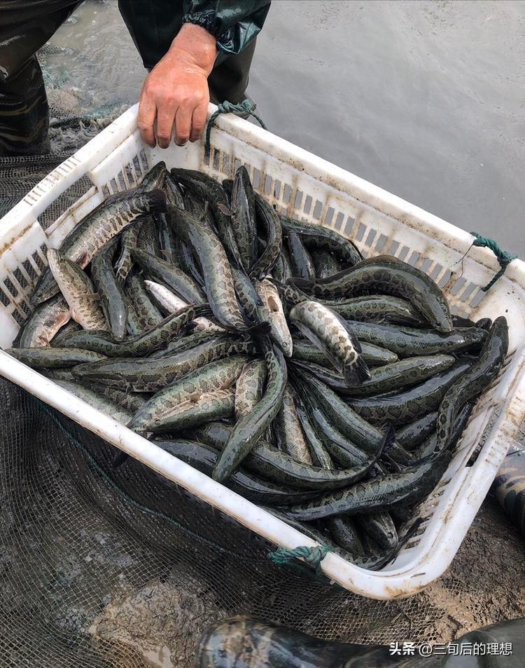 人工饲料和野生杂鱼,人工混合鱼饲料配方