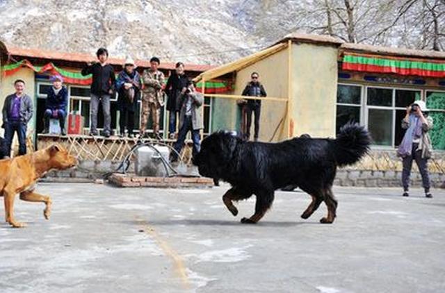 纯种藏獒是如何打败比特犬的,比特犬与藏獒谁才是狗中霸主