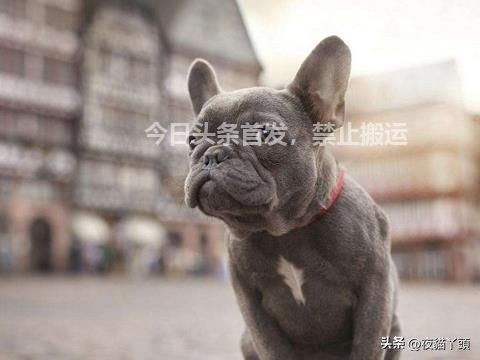 狗狗打针后的硬块一直不消,狗打针脖子上有硬块最有效方法