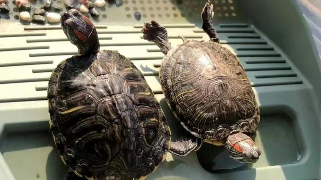 饲养小乌龟的正确方法,养小乌龟的必备常识