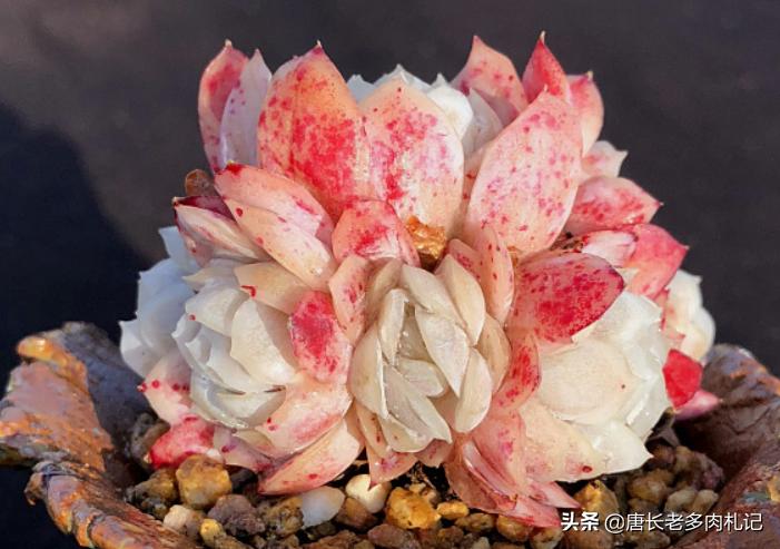 冰梅和贝瑞冬季怎么养小技巧图文,多肉贝瑞怎么度夏