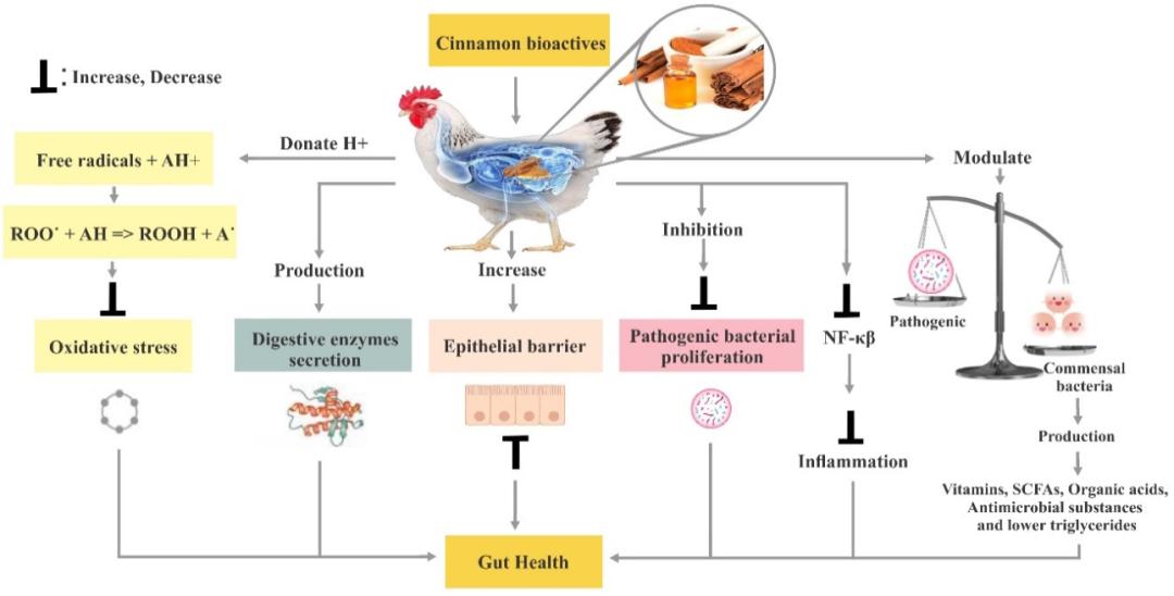 抗生素对菌群的影响,抗生素对微生物的影响