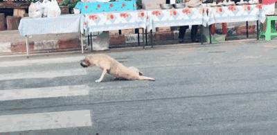 遛狗真的有必要吗？不遛狗会有这6个后果，你怕是承受不起！