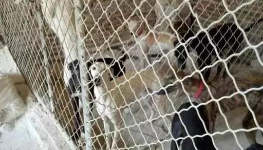 宠物饲养的历史及现状,宠物狗养殖内幕