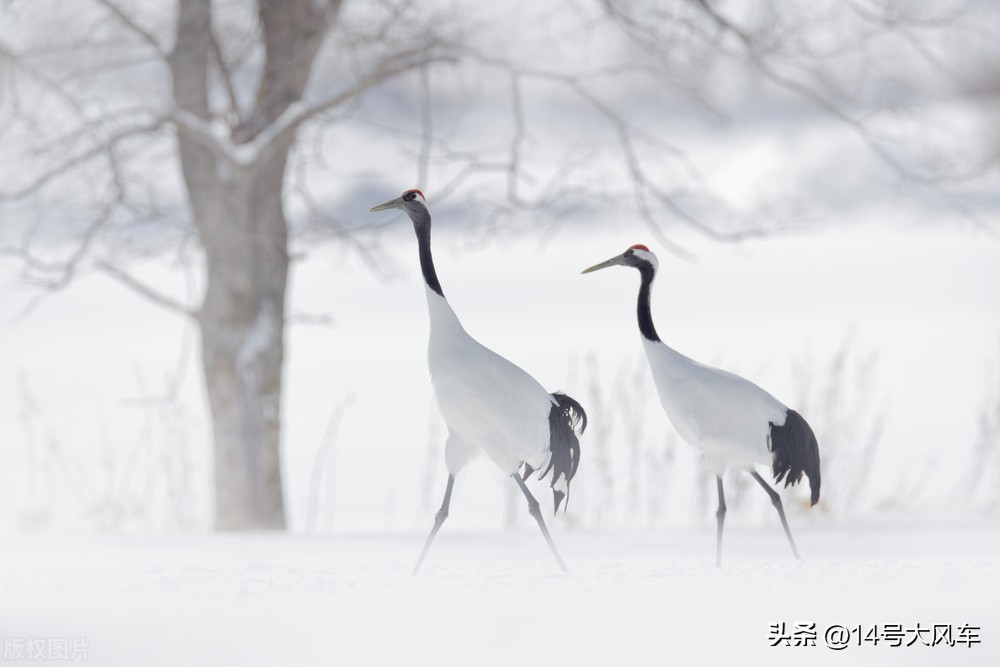 最有诗意的雪景最浪漫的雪景,富有诗意的长白山雪景