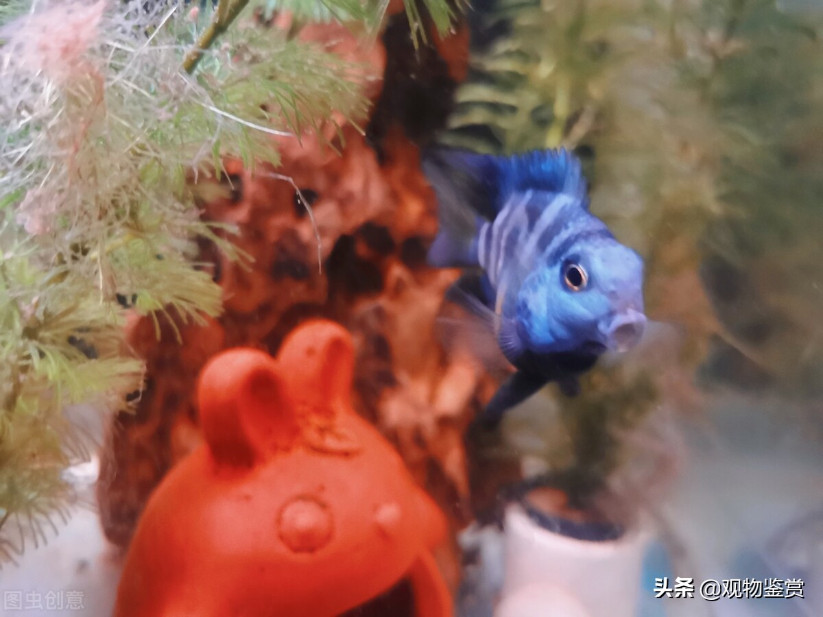 迷你鹦鹉产卵死了是怎么样的,迷你鹦鹉幼崽总是死