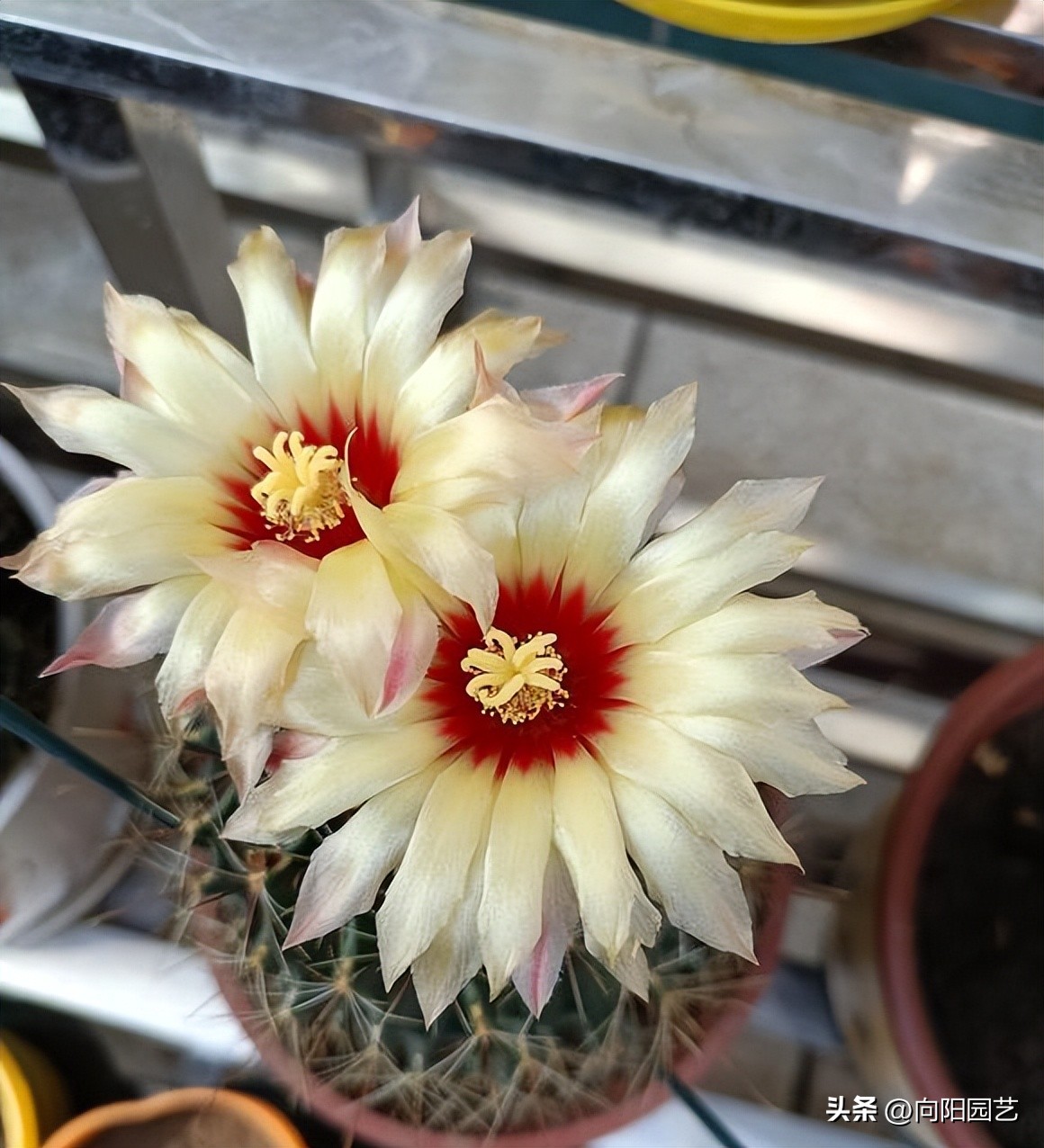 新手养什么仙人球,仙人球难养品种