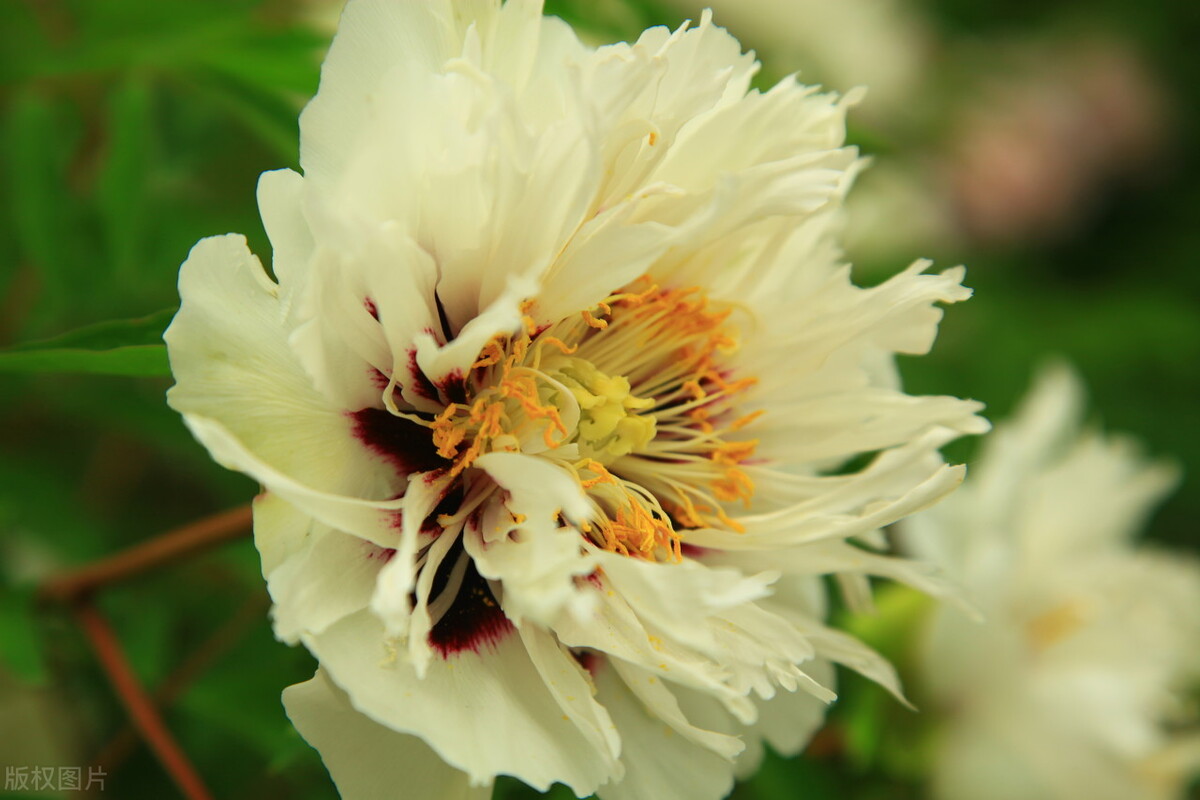 花开时节动京城的牡丹真国色,唯有牡丹真国色花开富贵动京城