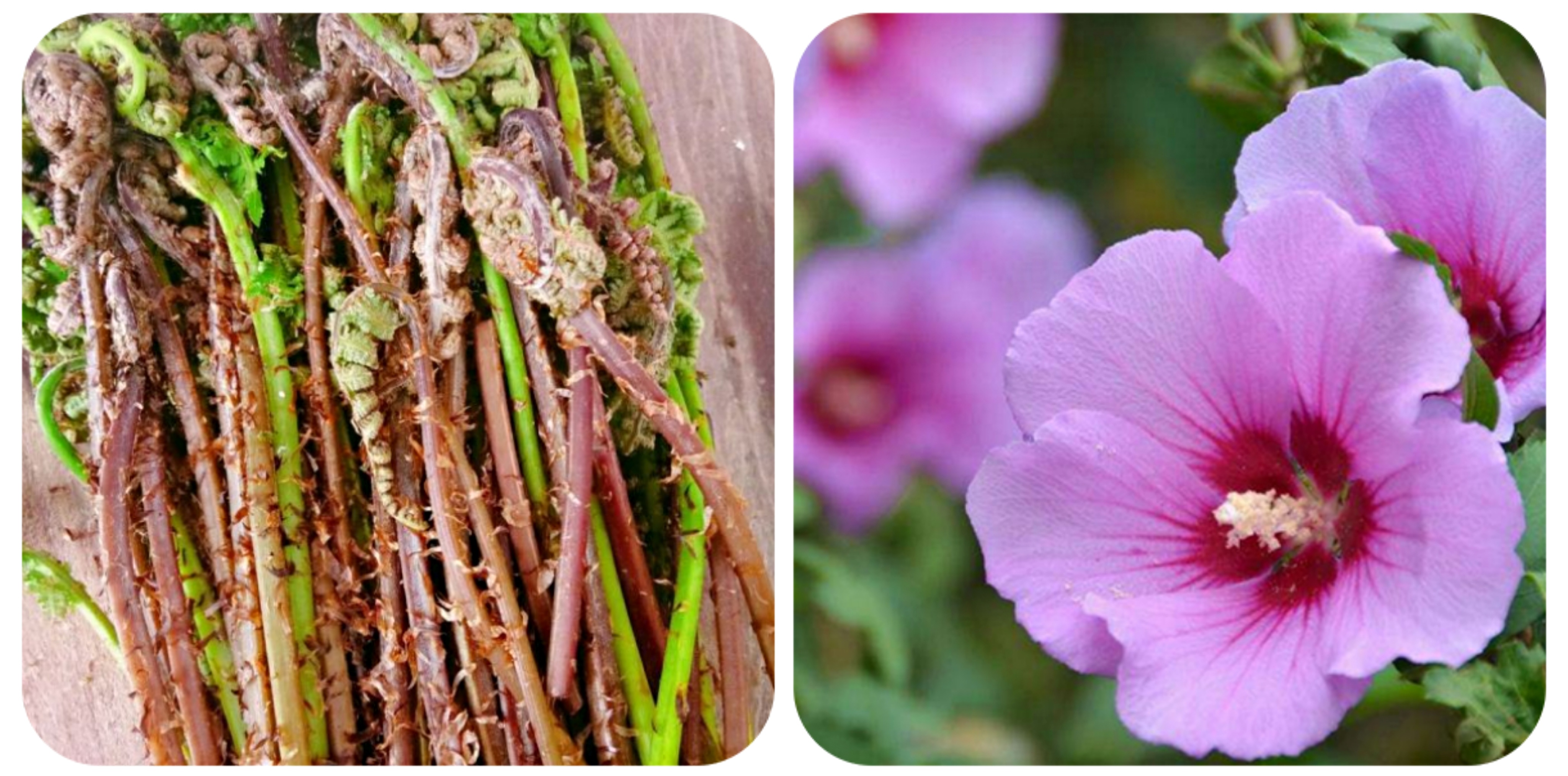 100种野菜大全图解,认识100种野菜视频大全完整版