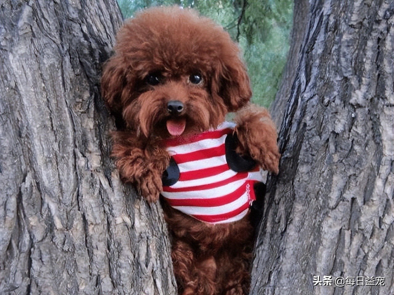 泰迪犬也会有压力的！这些行为是在提醒你，它的压力很大