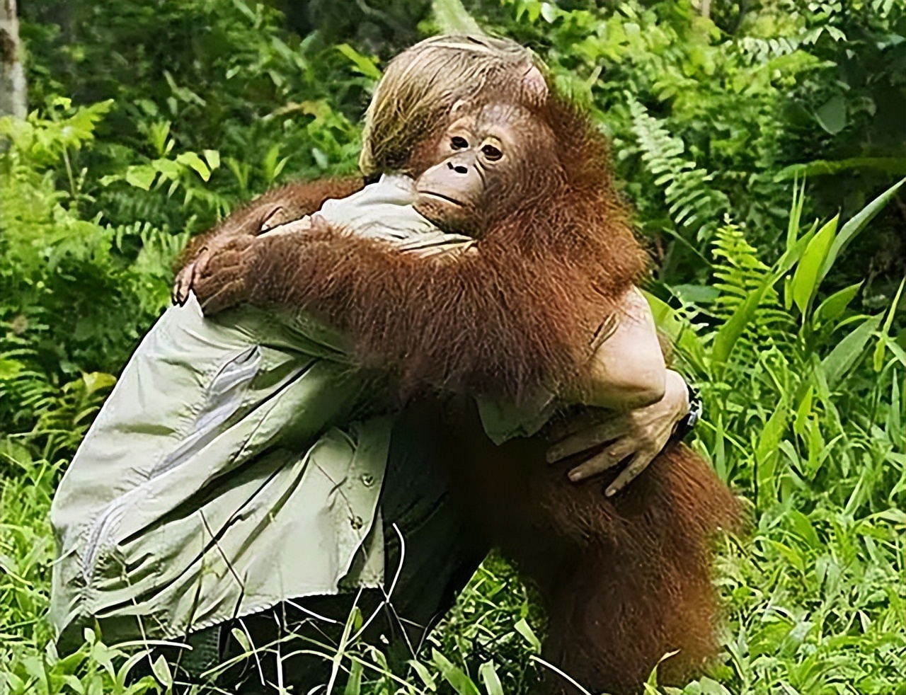红毛猩猩被囚禁六年现状,红毛猩猩被囚禁六年