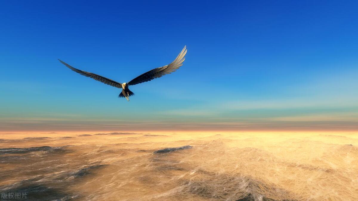 关于赞美鹰的诗句大全,关于鹰豪迈的诗句