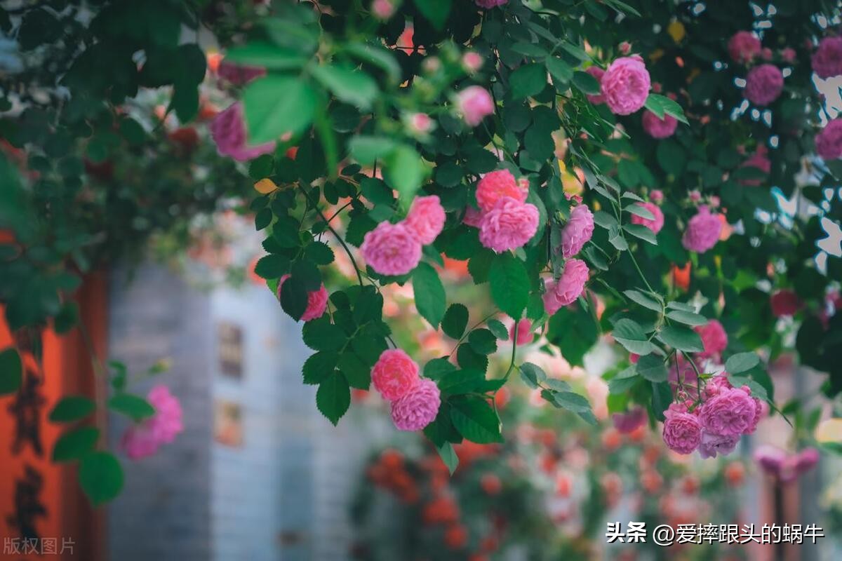 生如夏花灿烂的时候,生如夏花绚烂绽放歌曲视频