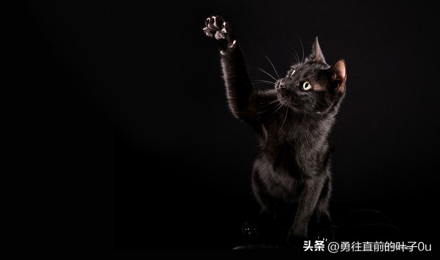 民间故事猪来穷狗来富,民间故事猪的传说