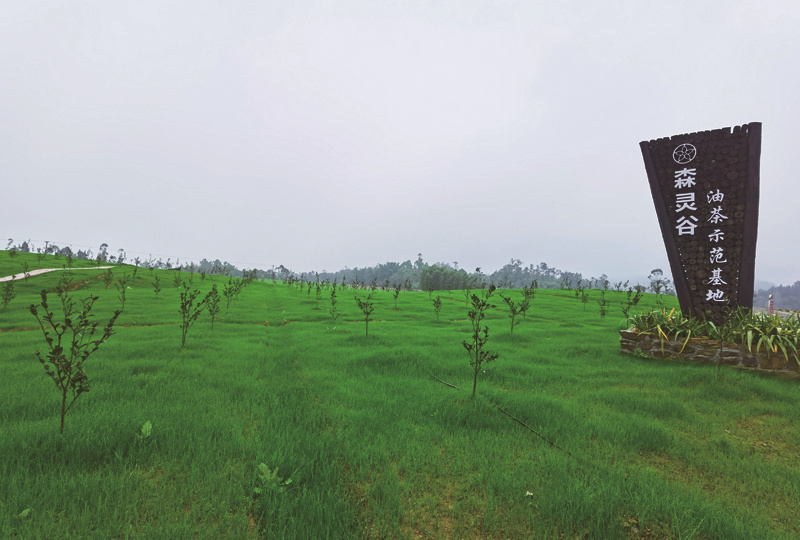 兴国县振兴乡村油茶产业政策,油茶产业抱团发展助力绿色富民