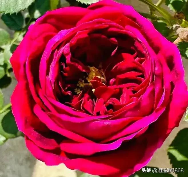 月季花美图,皇宫月季花花苞不密集