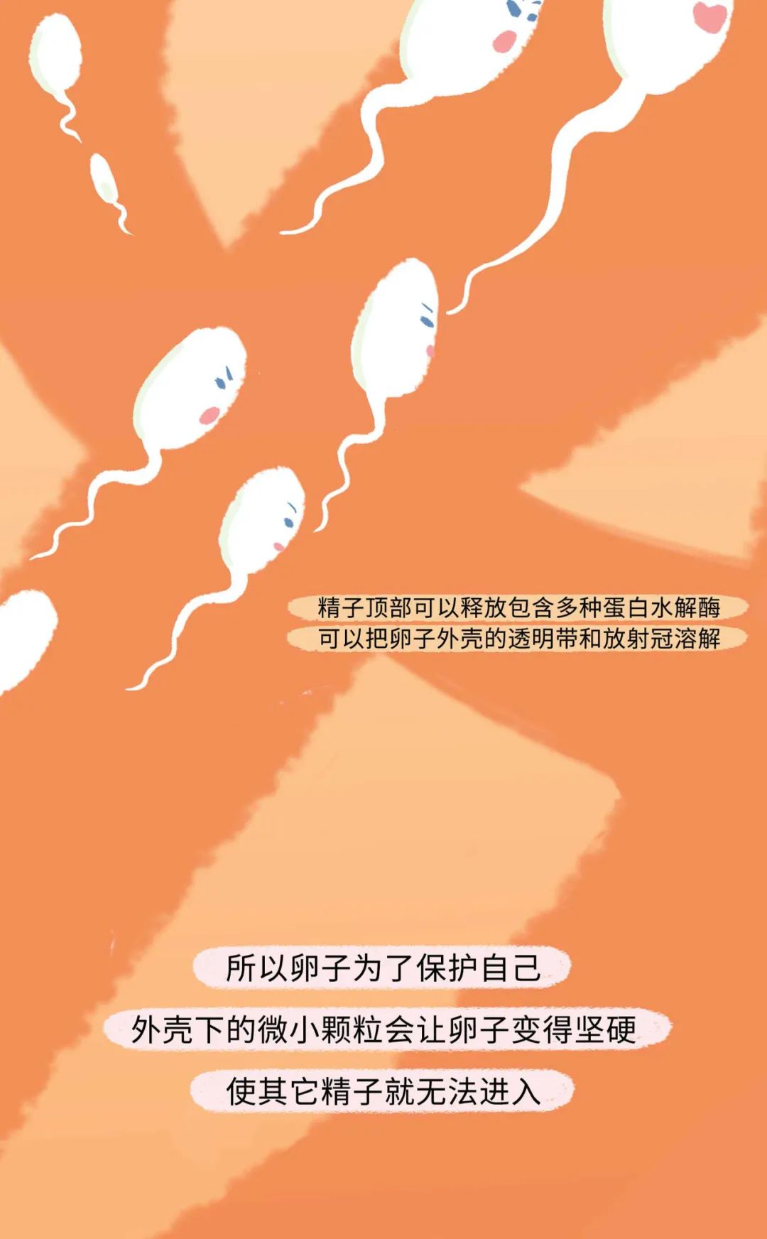 漫画：精子进入女生体内的全过程曝光！别害羞，早知早受益