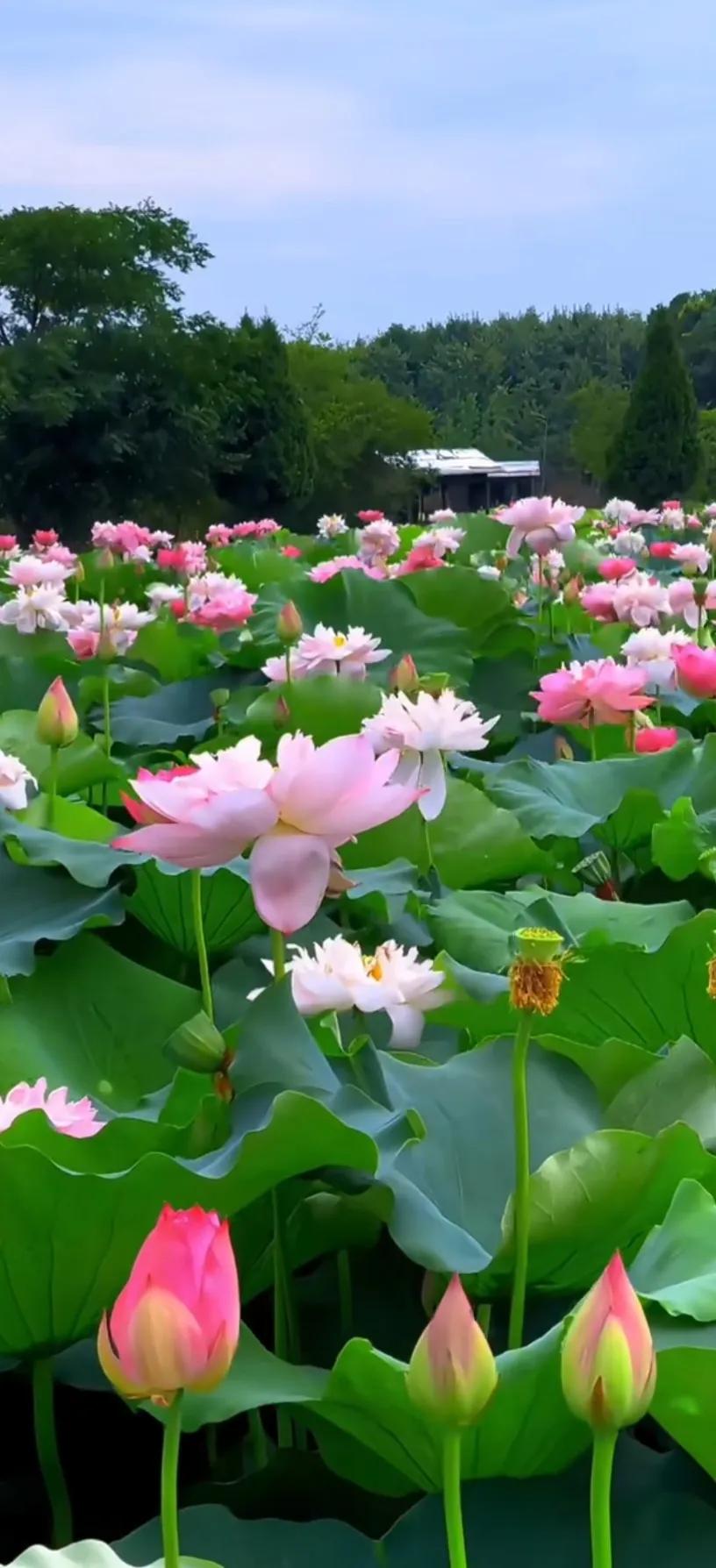 夏的季节荷花图片,三夏荷花图片