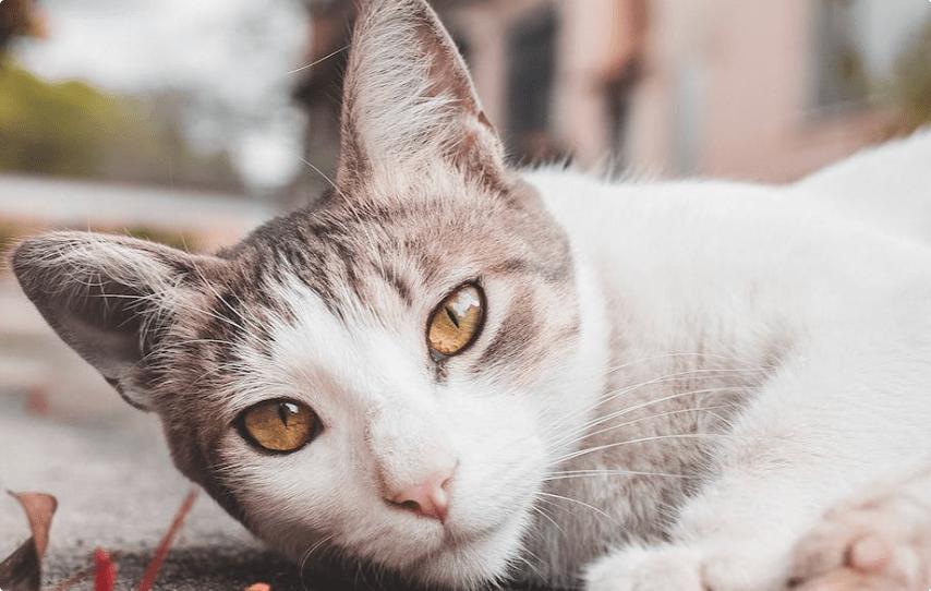 富力鲜猫罐头怎么样,泰国富力鲜猫罐头怎么样