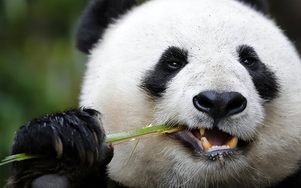 动物交配为何会闻对方屁股，该部位有何特殊，释放了什么信息？