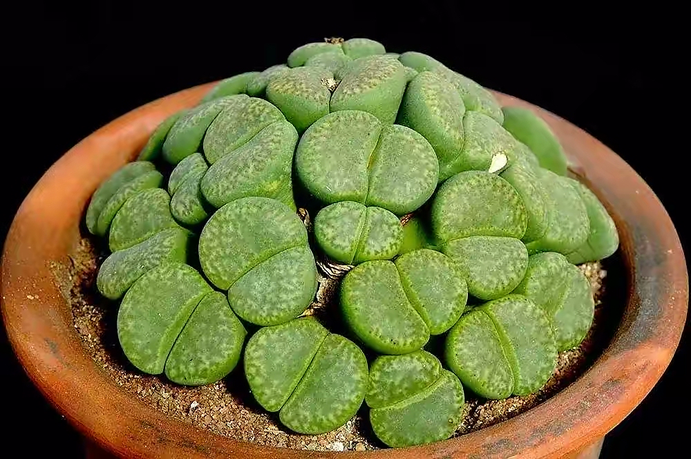 养了一年的生石花你们看品相如何,多肉生石花介绍养护方法推荐