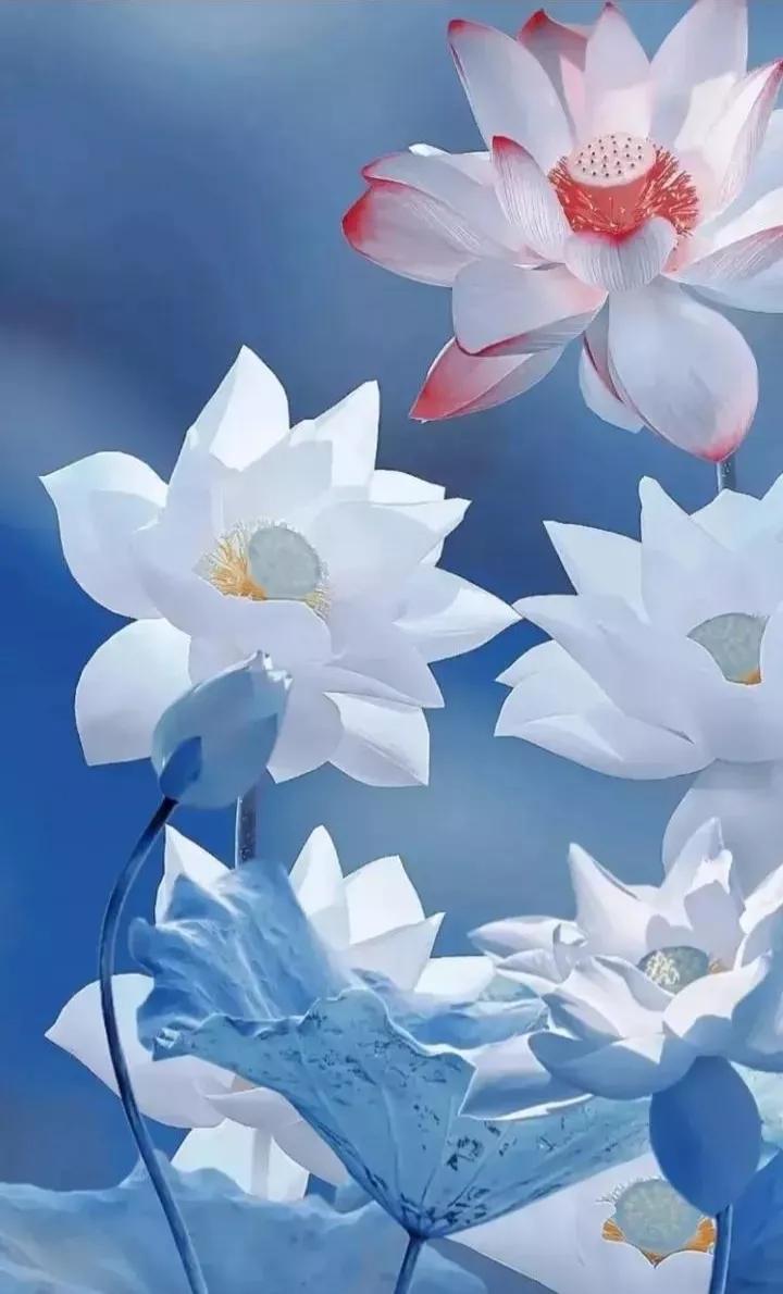 荷花壁纸手机超清全面屏,荷花千瓣莲唯美高清大图壁纸