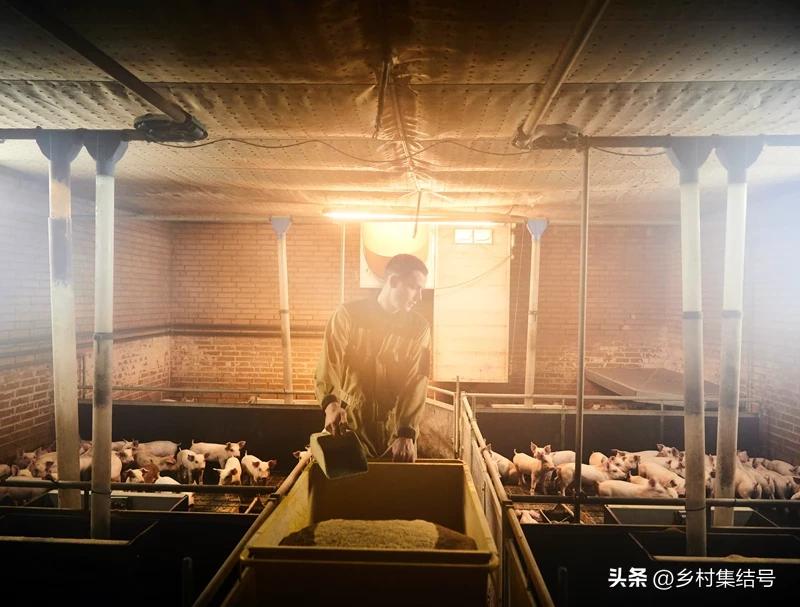 涓归害鐨囧閽荤煶鐨囧啝,涓归害鐨囧啝s绯诲垪