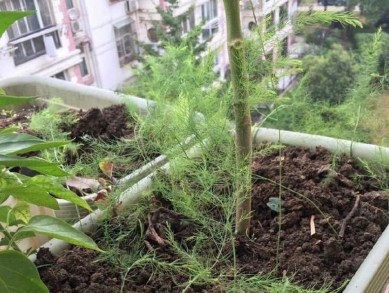 阳台种菜种哪些长得比较快,阳台种菜推荐种什么