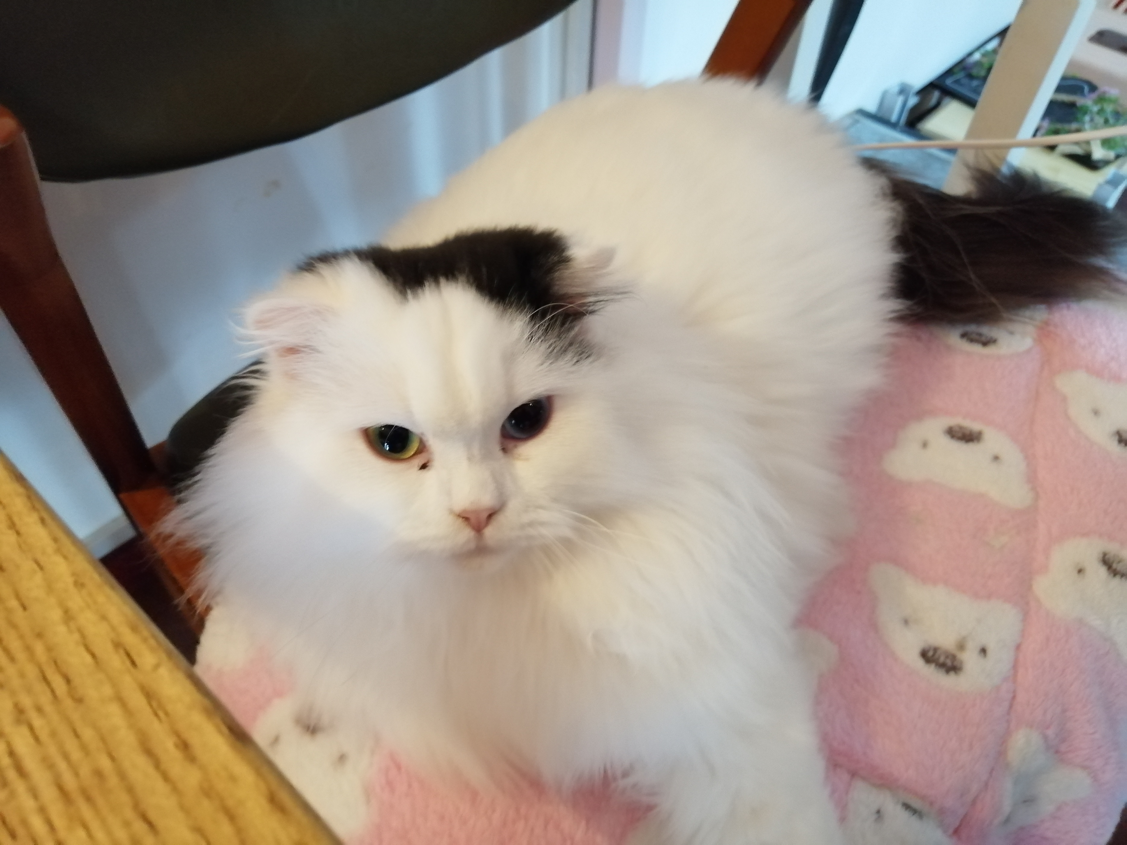 猫咪老是掉毛吃猫用卵磷脂有用吗,猫咪大量掉毛皮屑