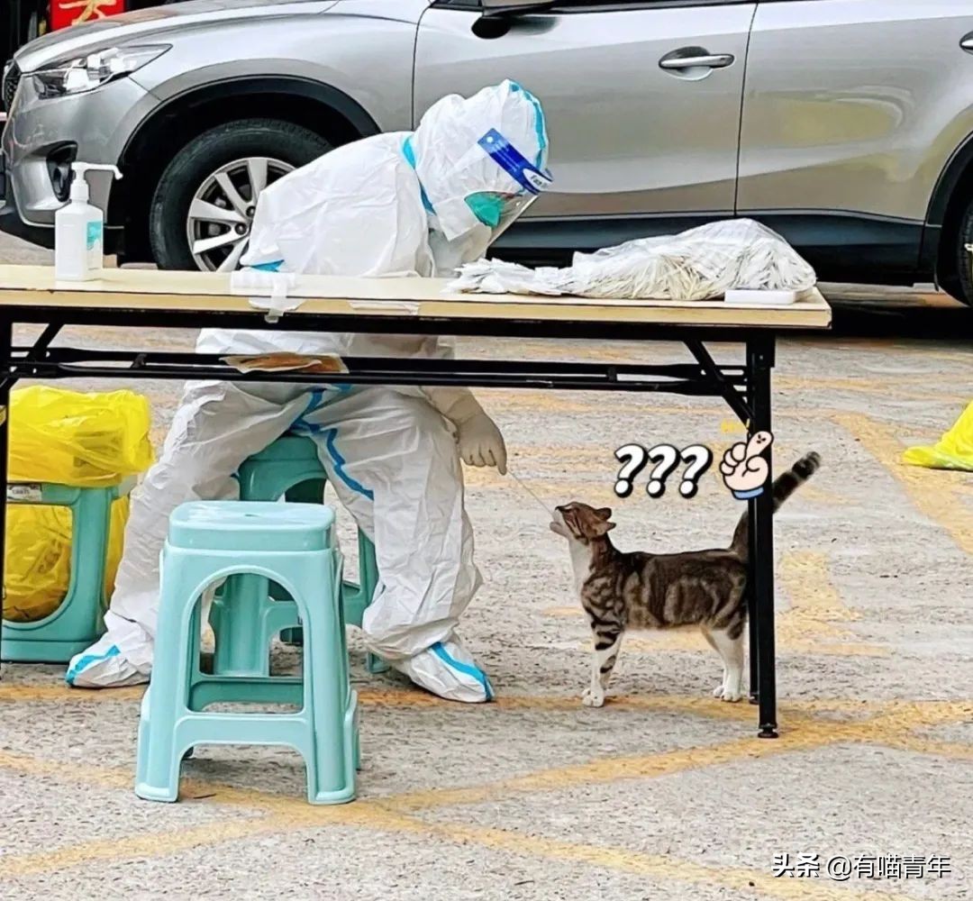 猫做核酸了么,猫核酸检测有必要做吗