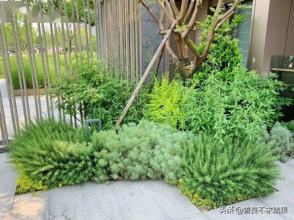 好看的地被植物,超实用的地被植物干货值得收藏