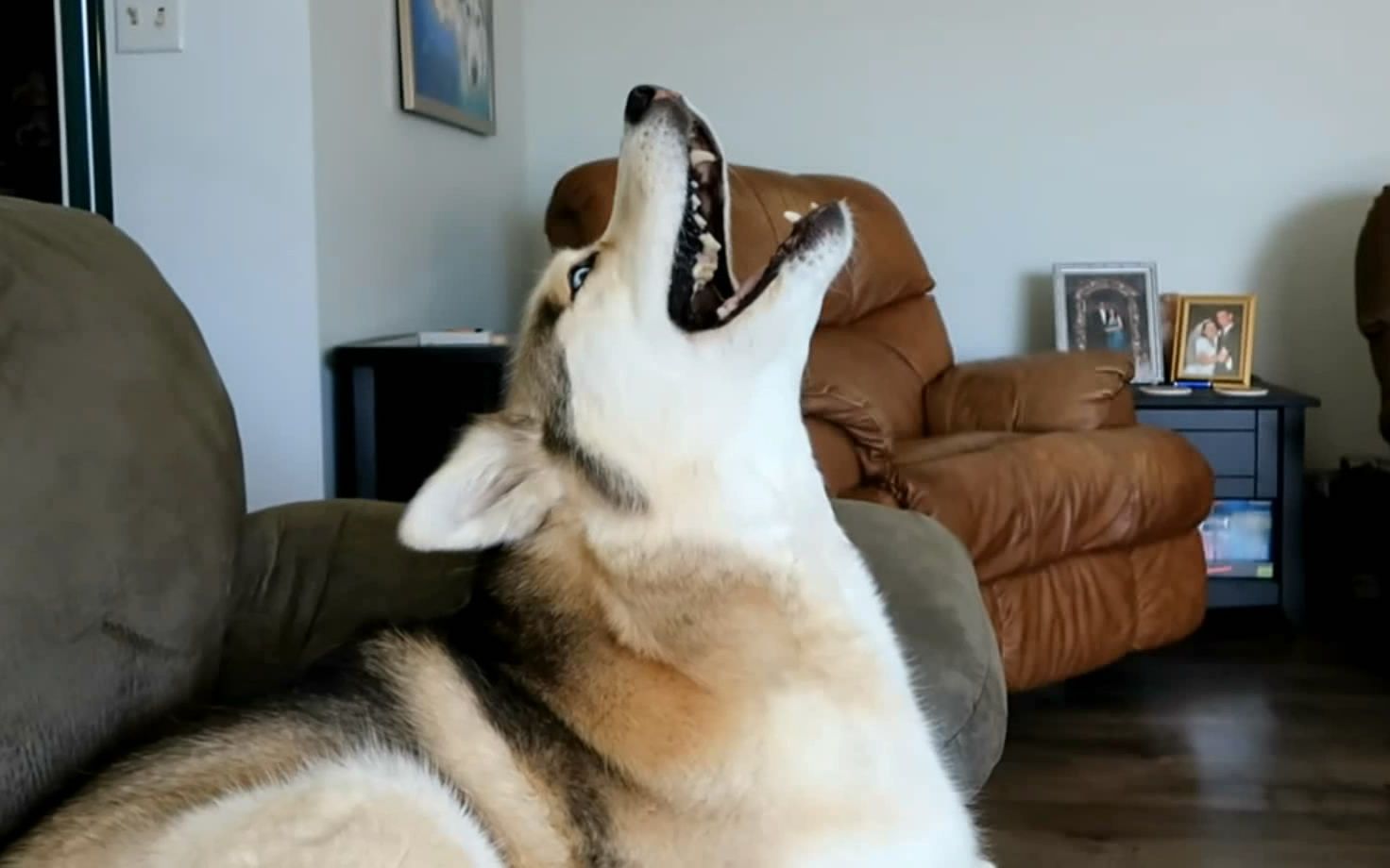 养狗的害处看完你还敢养吗,家中养狗养猫有没有害处