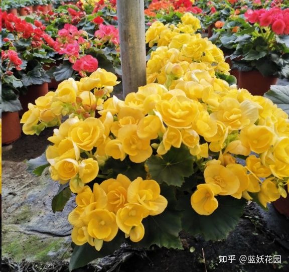 丽格海棠怎么才能养好,怎么才能养好丽格海棠花