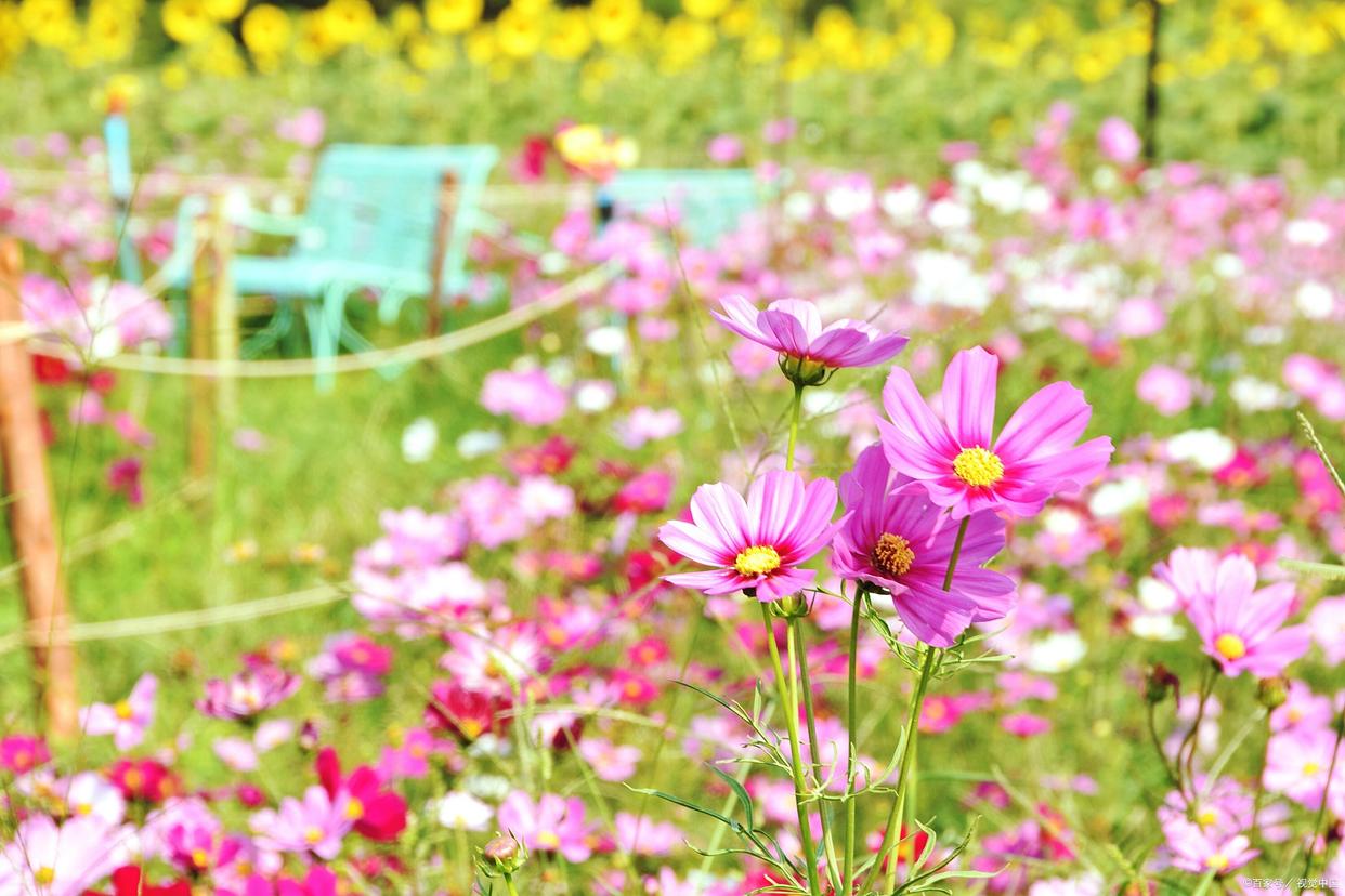 六一童趣七律,六首童年回忆