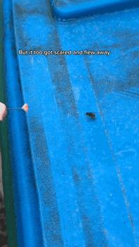 老外用虫子接吻器狂亲蚯蚓，连苍蝇路过都要被嘬两口