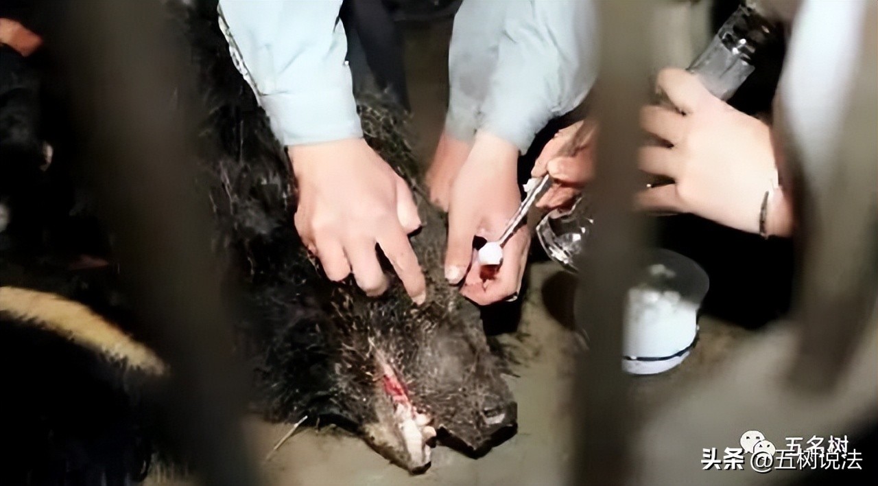 社会正义与职业机会：硫酸泼熊的大学生入职中科院引发思考