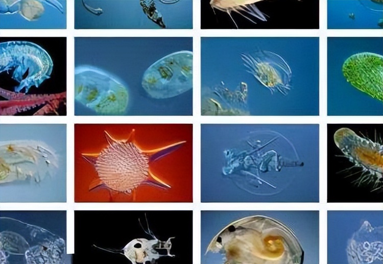 奇石长满白发的石头,1997年小伙花150元买石头专家鉴定