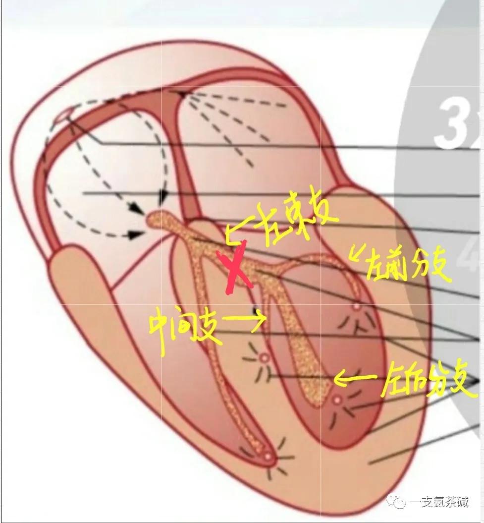 心电图三步十招,心电图九九八十一难口诀