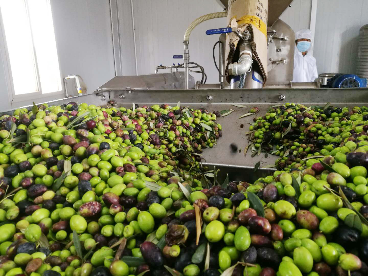 西班牙产出优质的橄榄的地理条件,橄榄种植历史