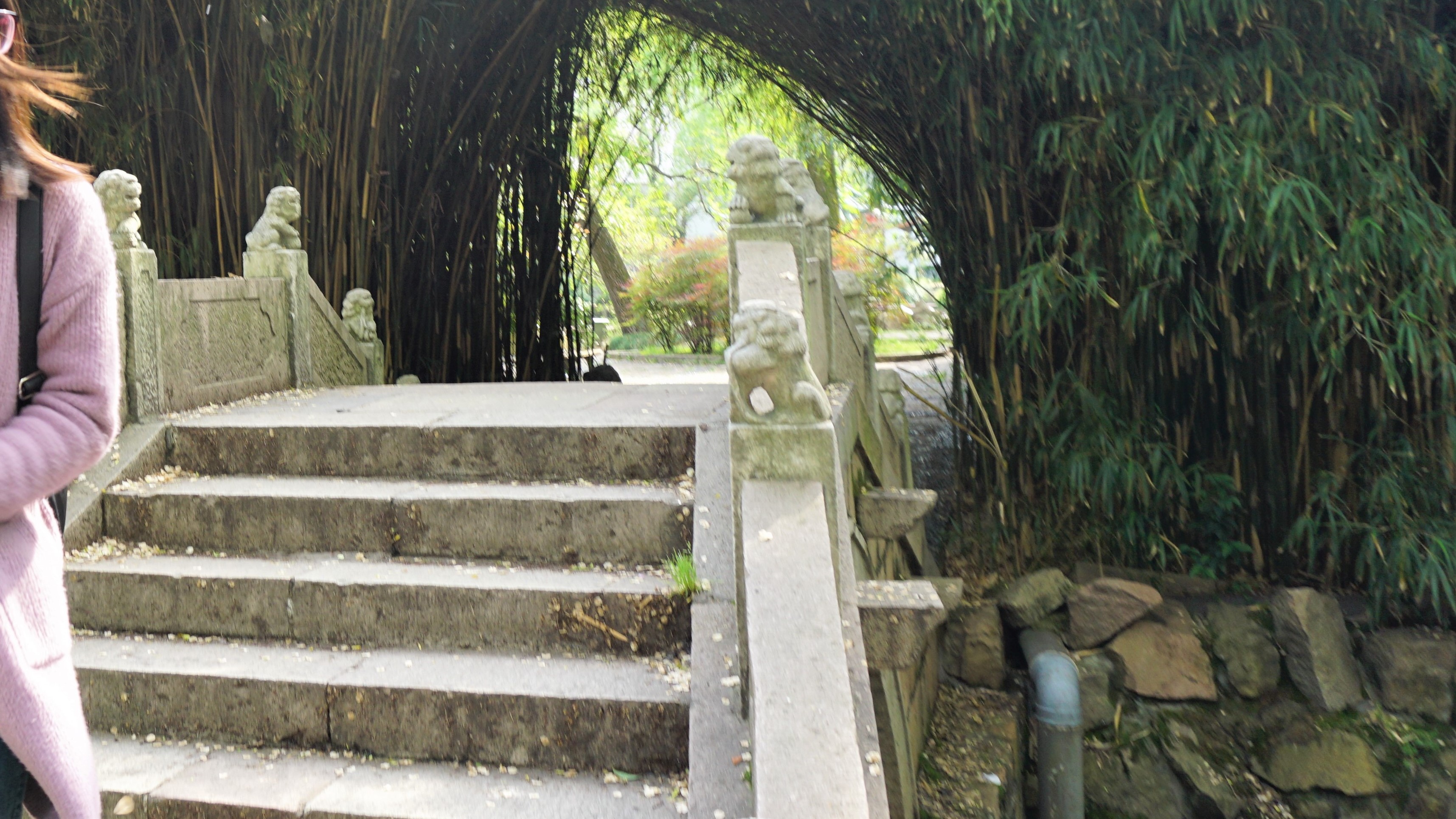 同济大学有多漂亮,同济大学的浪漫