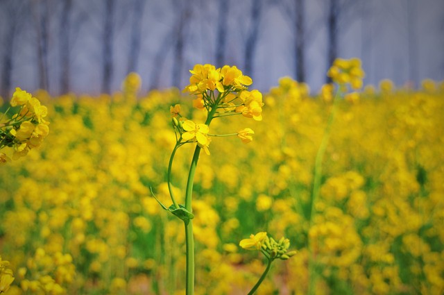 河南宁陵县小县城家庭月入1.5w什么水平？