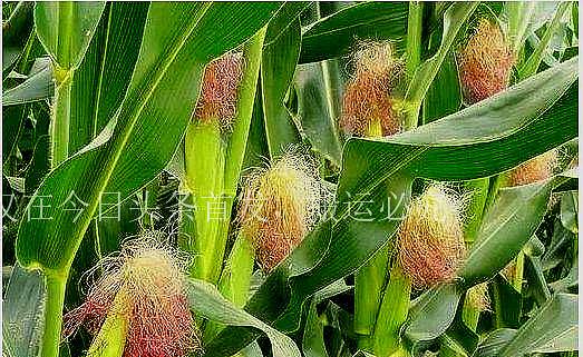 六月下雨的谚语或者俗话,六月六打雷下雨有什么说法