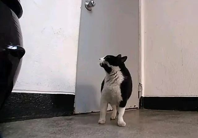 一只小流浪猫一直在小区门口,门口突然来了一只猫不停的叫