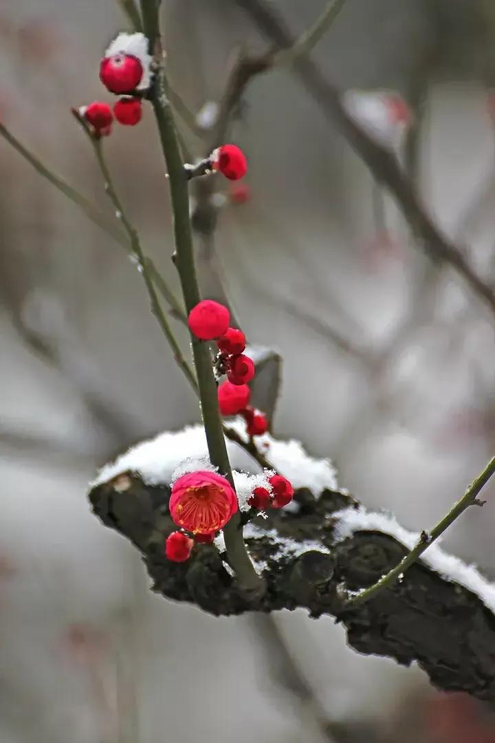 春风不到玉门关的原因,春风不度玉门关