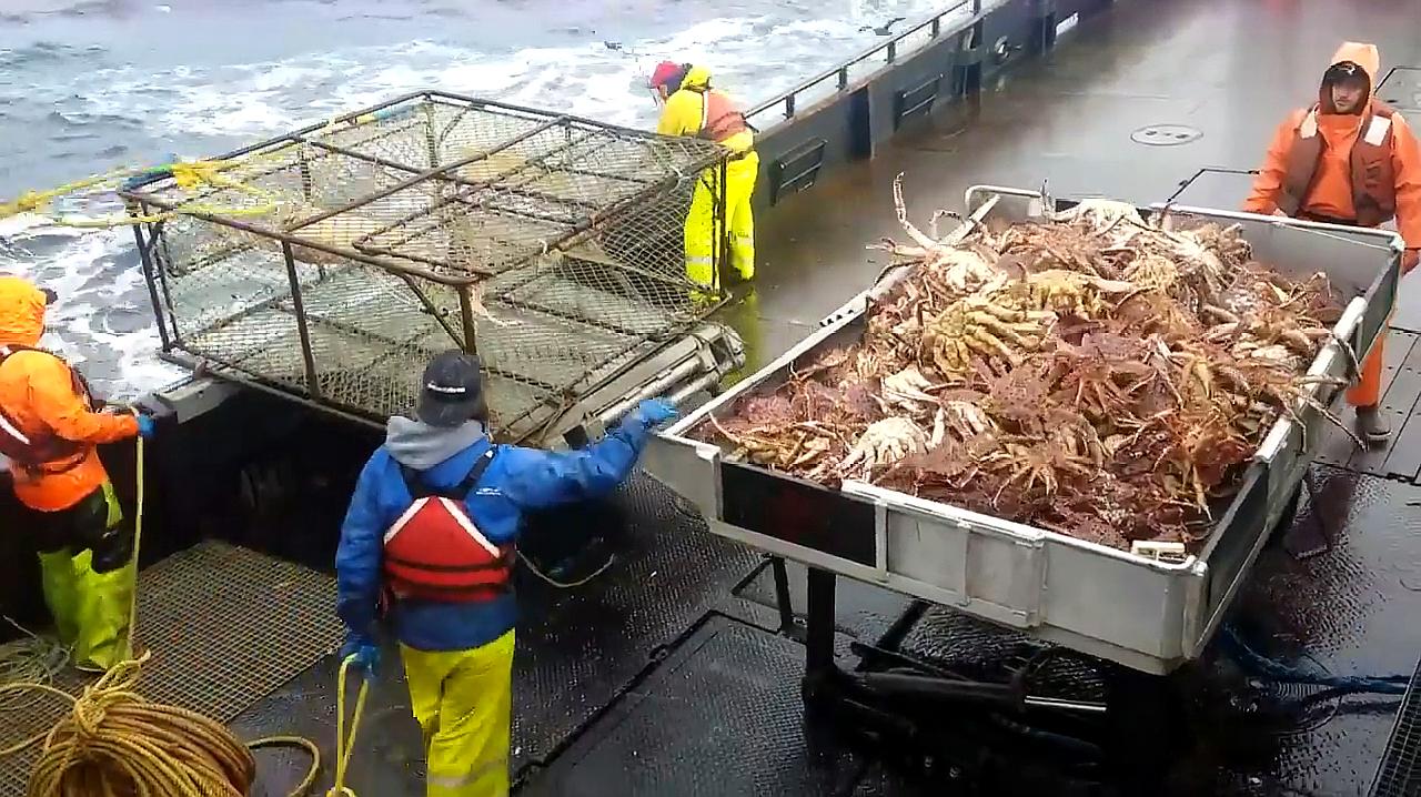 帝王蟹泛滥成灾入侵南极,巨型帝王蟹入侵