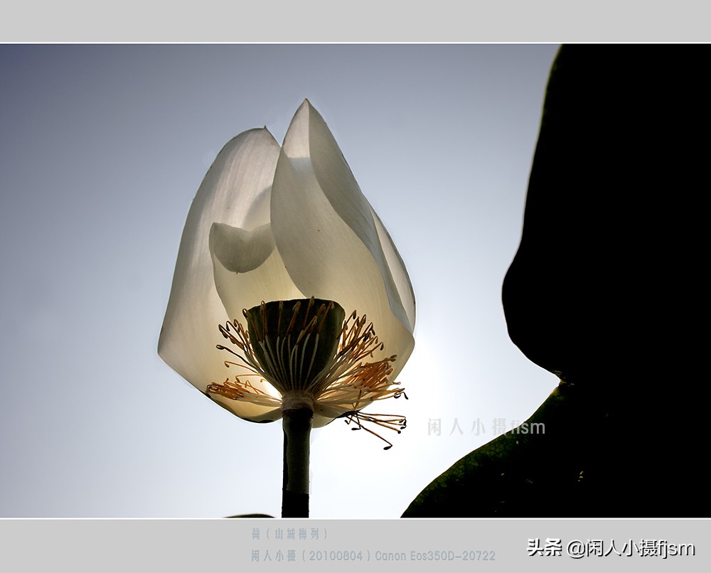 把荷花拍高级的摄影技巧,摄影荷花的拍摄技巧