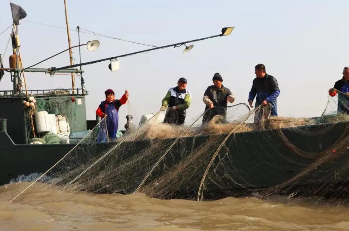 长江禁捕刀鱼哪里来的,长江十年禁捕刀鱼多吗