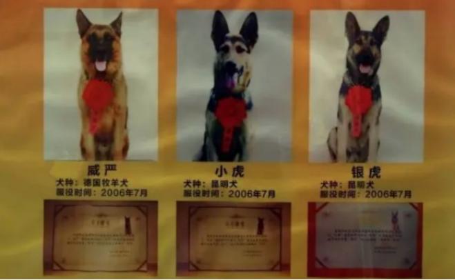 汶川地震67只搜救犬全部离世,汶川地震的67只搜救犬