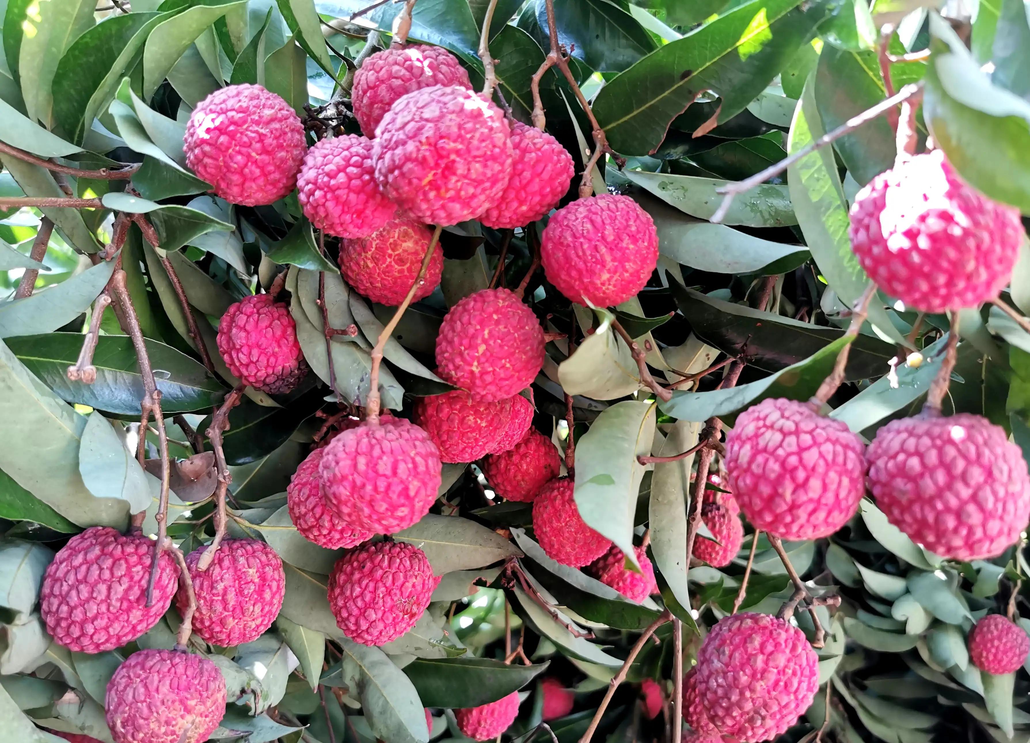 “水晶细嚼甜于蜜,满口生香玉露漙”,夏日里的荔枝又鲜又红又甜